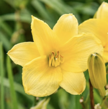 DAYLILY, BRIGHT NOTE 1G