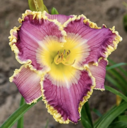 DAYLILY, ROYAL INVITATION 1G