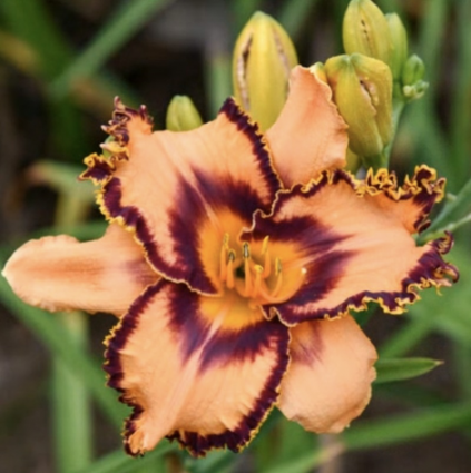 DAYLILY, ONE HIT WONDER 1G