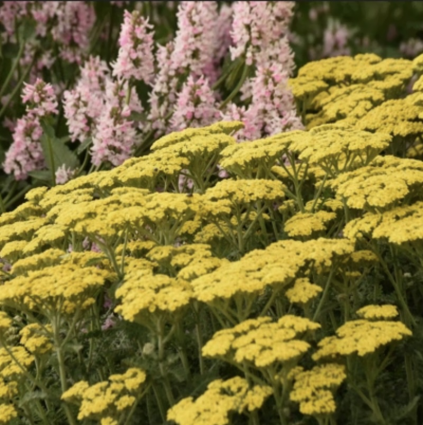 Firefly Sunshine Yarrow 1G