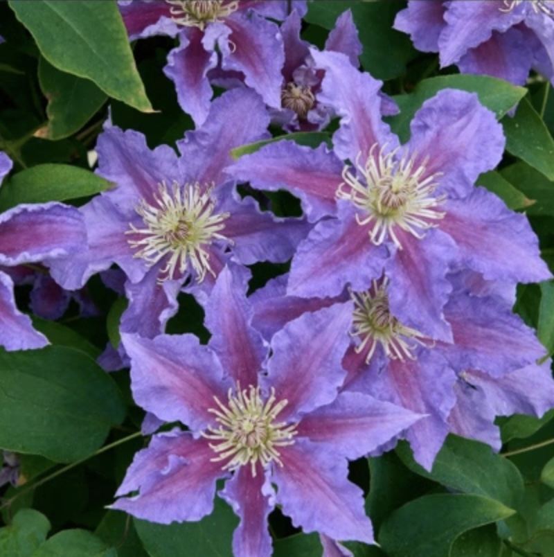 CLEMATIS, BARONESS FOOKES 1G