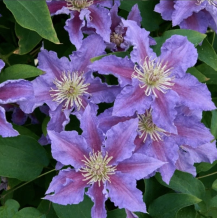 CLEMATIS, BARONESS FOOKES 1G