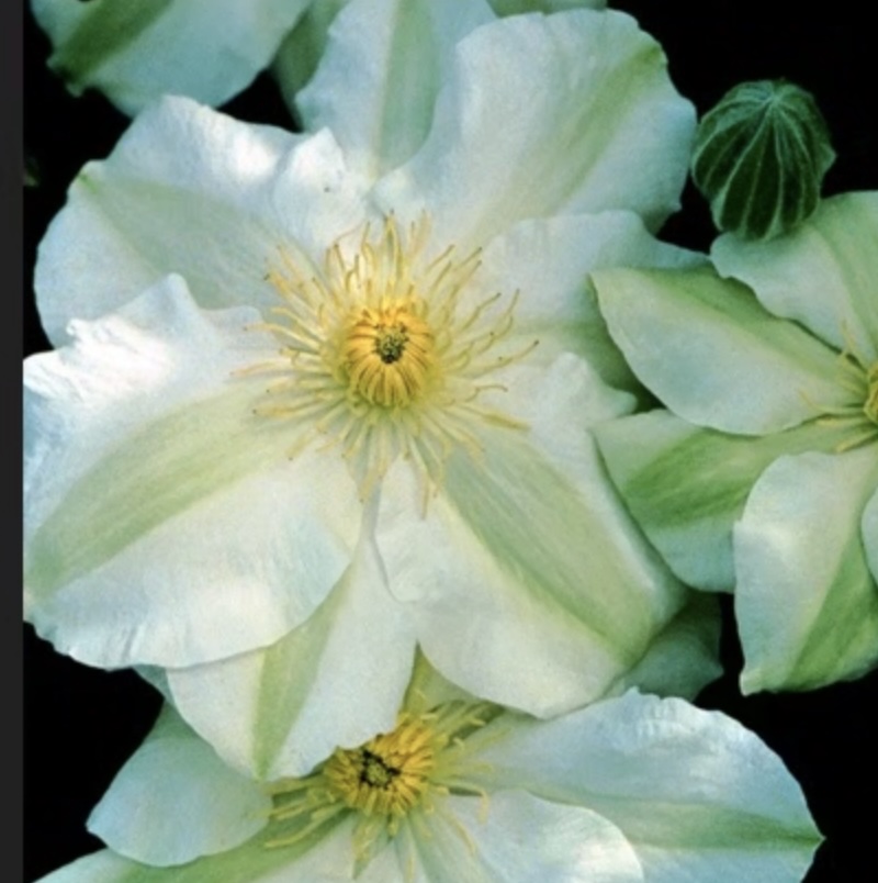 CLEMATIS, GUERNSEY FLUTE 1G