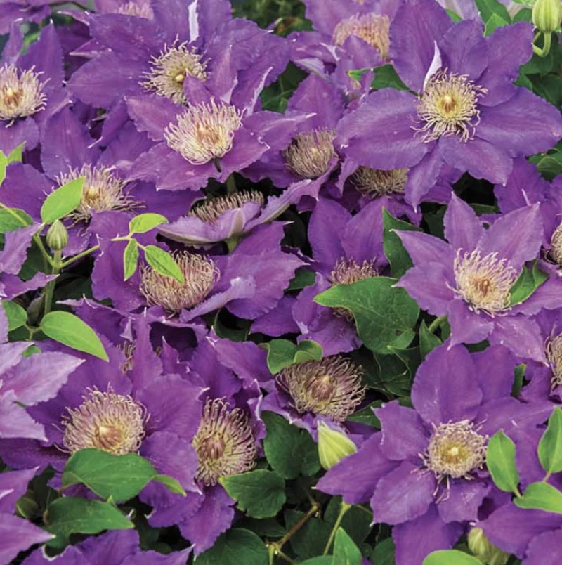 CLEMATIS, BIJOU 1G