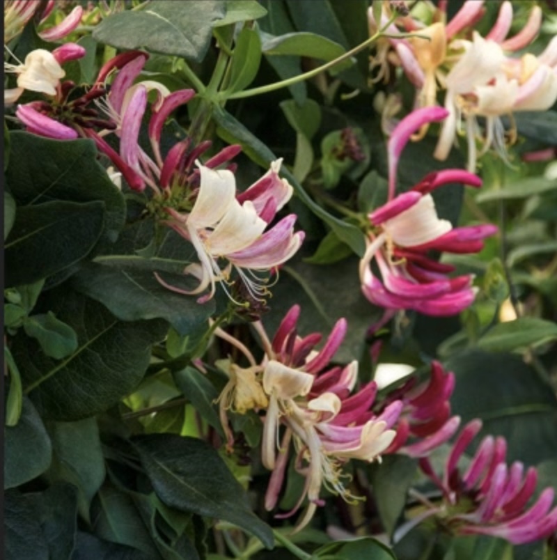 HONEYSUCKLE, PEACHES & CREAM 2 G