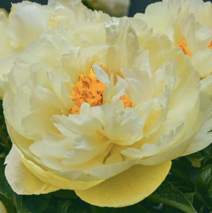 PEONY-GARDEN, LEMON CHIFFON #3