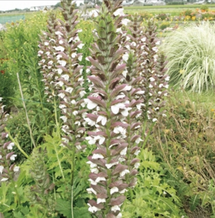 Morning Candle Acanthus 1G