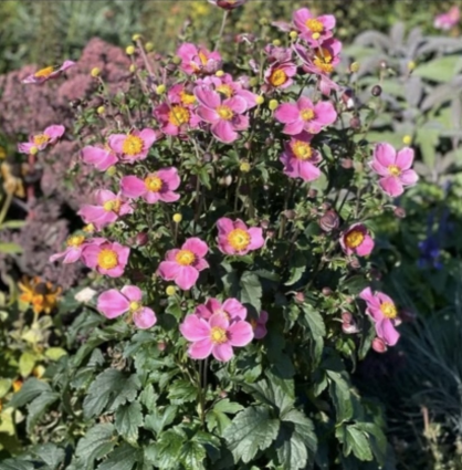 Dawn Breaker Anemone 1G