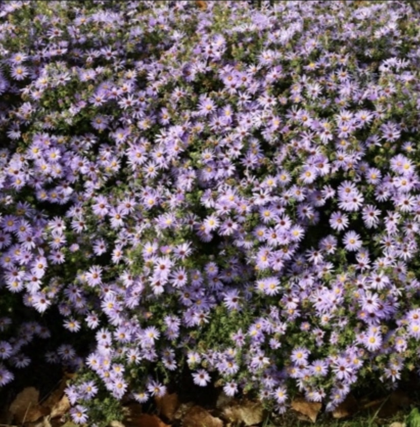 Billowing Violet Aster 1G