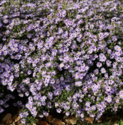Billowing Violet Aster 1G