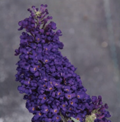 Buzz Midnight Butterfly Bush 1G