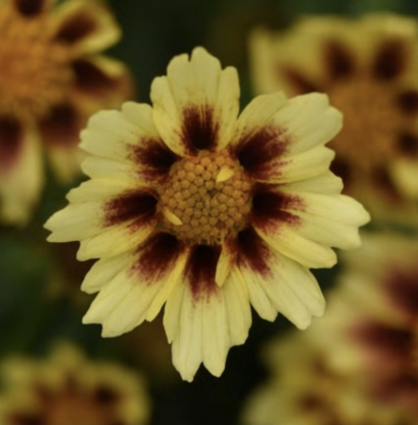 Sunstone Coreopsis 1G