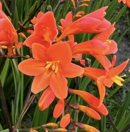 Peach Melba Crocosmia 1G