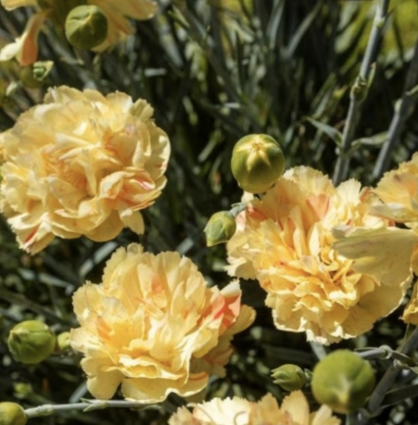 Lemon Sparkler Dianthus 1G