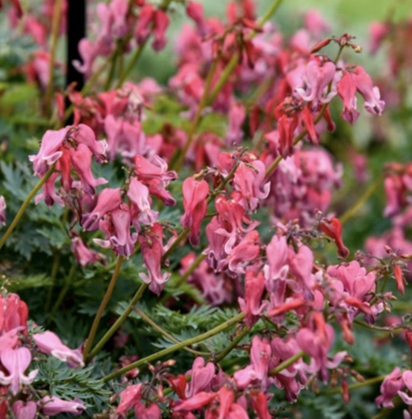 Passion Hearts Bleeding Heart 1G