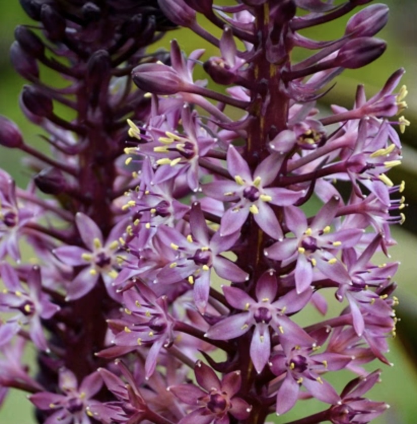 African Night Pineapple Lily 2G