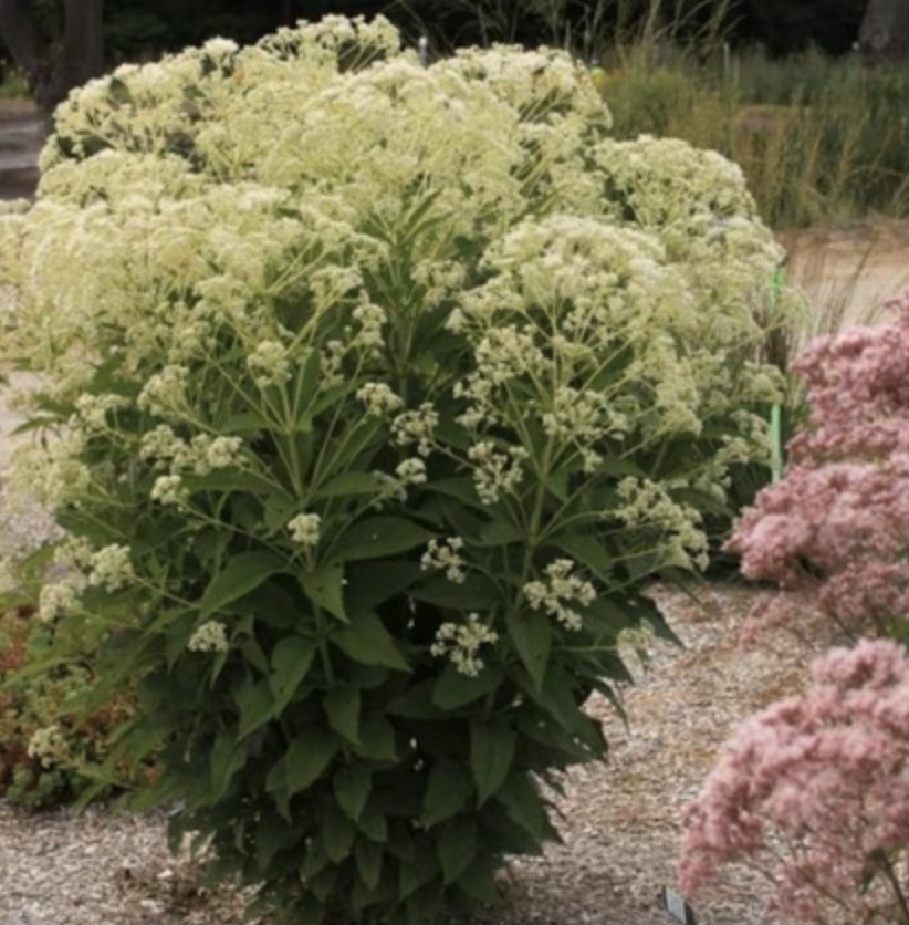 Monarch Madness White Joe Pye Weed 1G