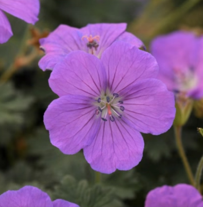 Purple Glow Geranium 1G
