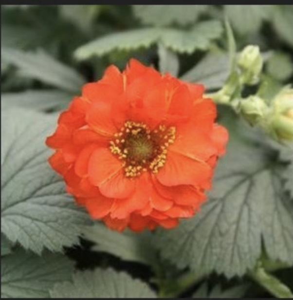 Red Dragon Geum 1G
