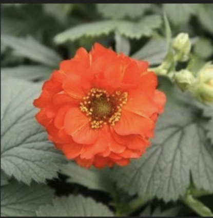 Red Dragon Geum 1G