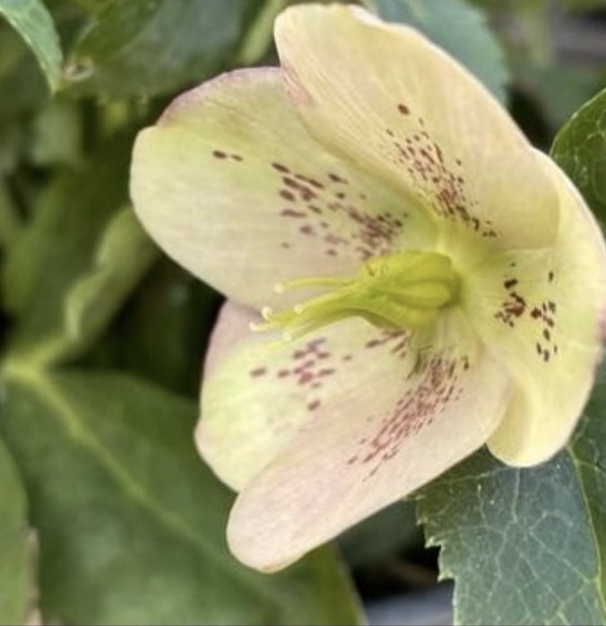 Eternal Spark Helleborus 1G