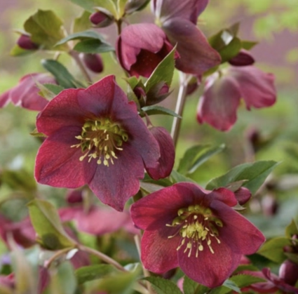 Spring Sparkle Red Helleborus 1G
