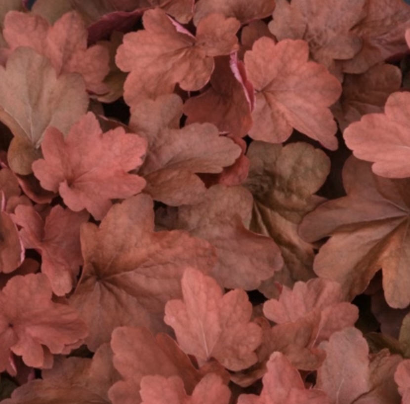 Carnival Cinnamon Stick 