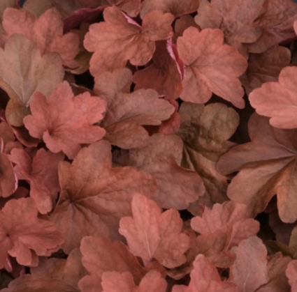 Carnival Cinnamon Stick 