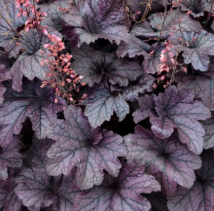 Grape Timeless Heuchera 1G