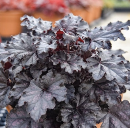Sultry Night Heuchera 1G