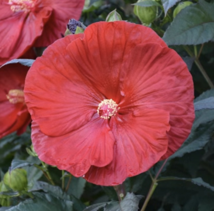 Cranberry Crush Hardy Hibiscus 3G