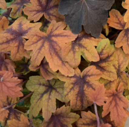 Sweet Tea Heucherella 1G
