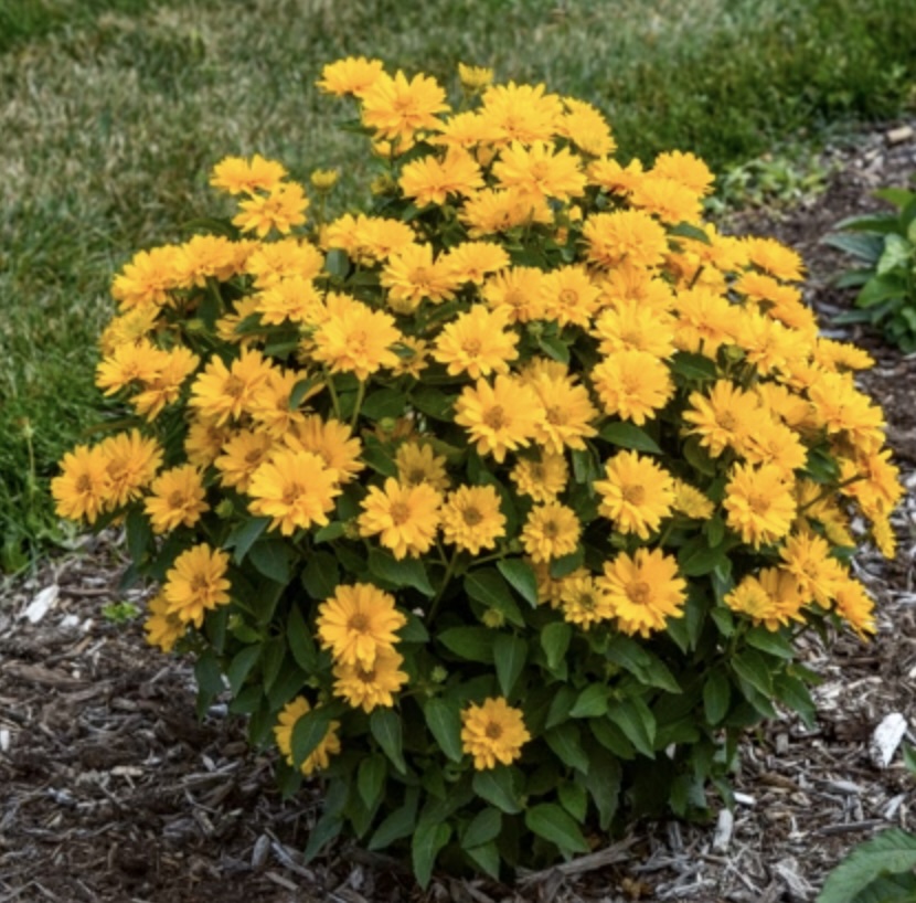 Athena Gold False Sunflower 1G