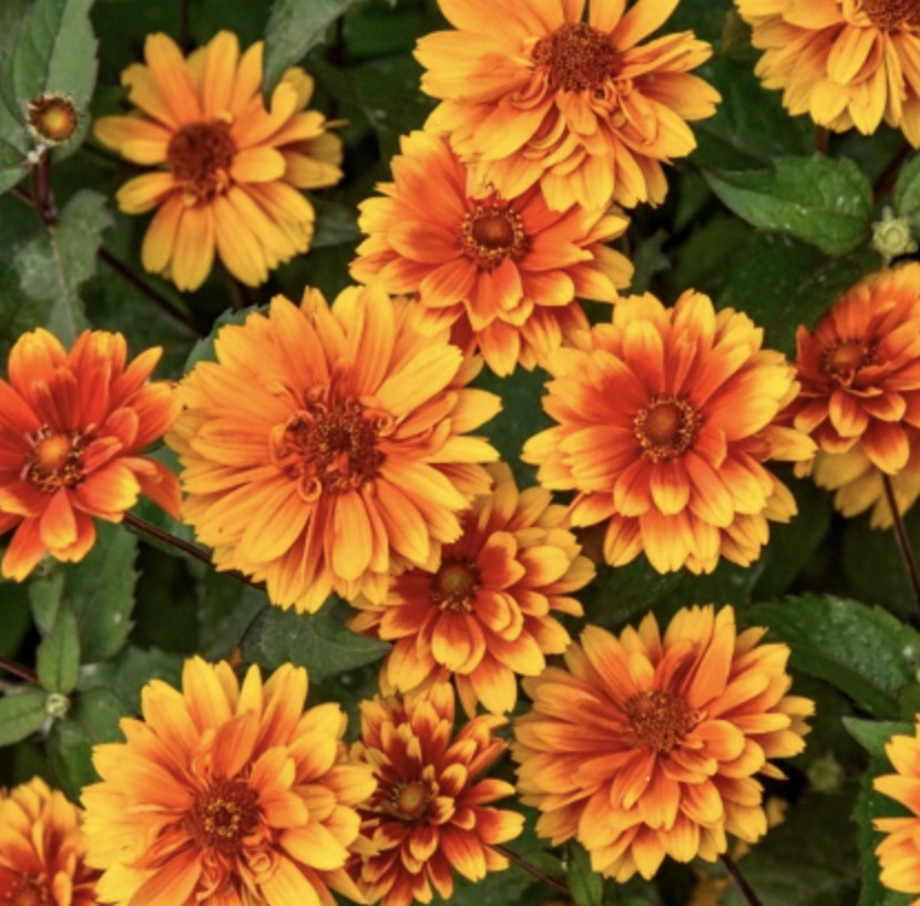 Forged in Fire False Sunflower 1G