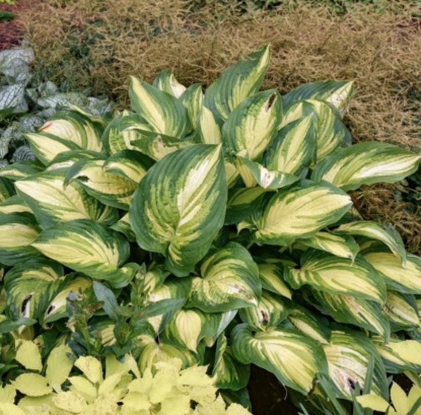 Affair to Remember Hosta 1G