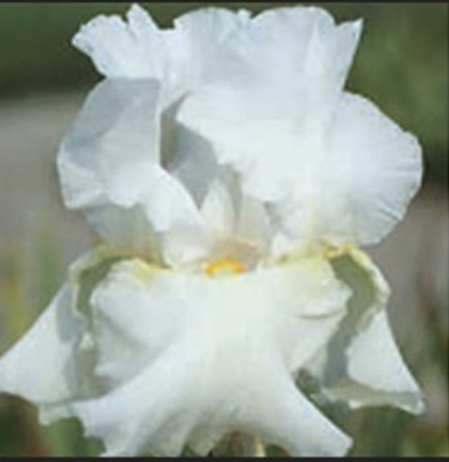 Glowing Seraphin German Iris 1G