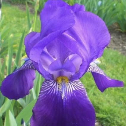 Joanna Bearded Iris 1G