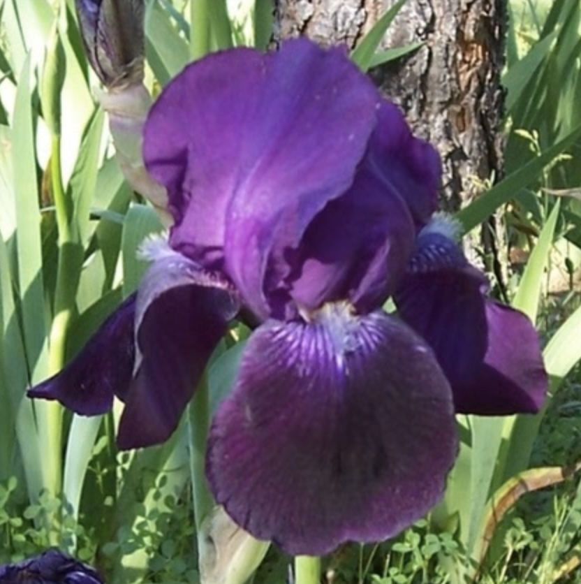 Sable Bearded Iris 1G