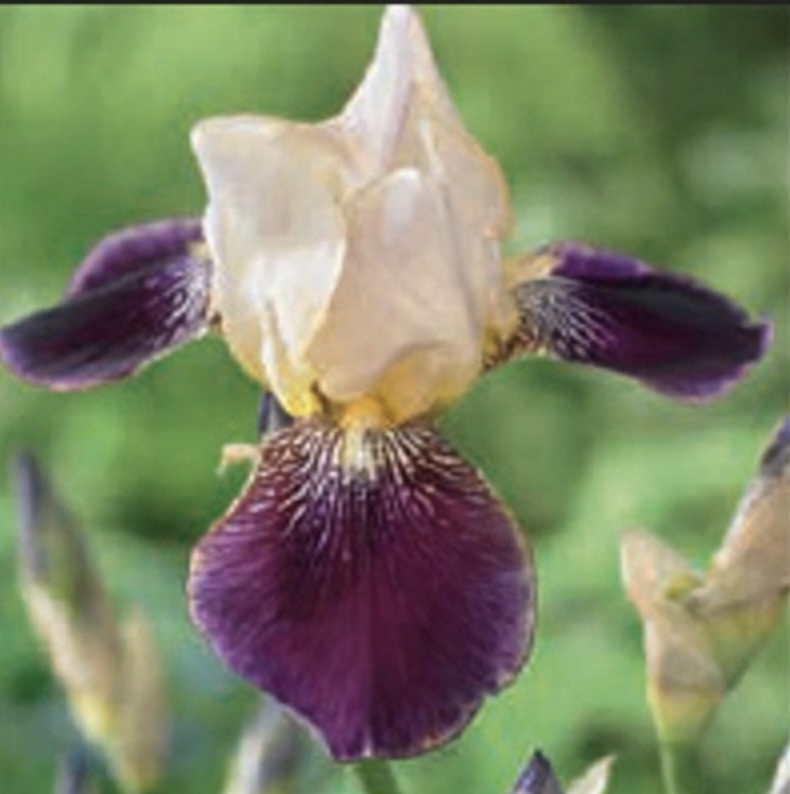 Salonique German Iris 1G