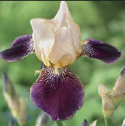 Salonique German Iris 1G