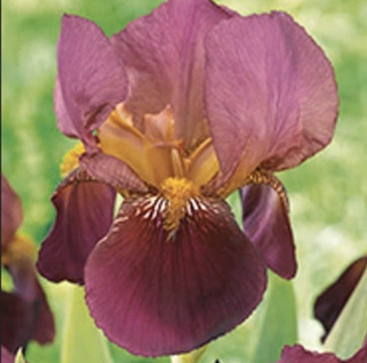 Senlac Bearded Iris 1G