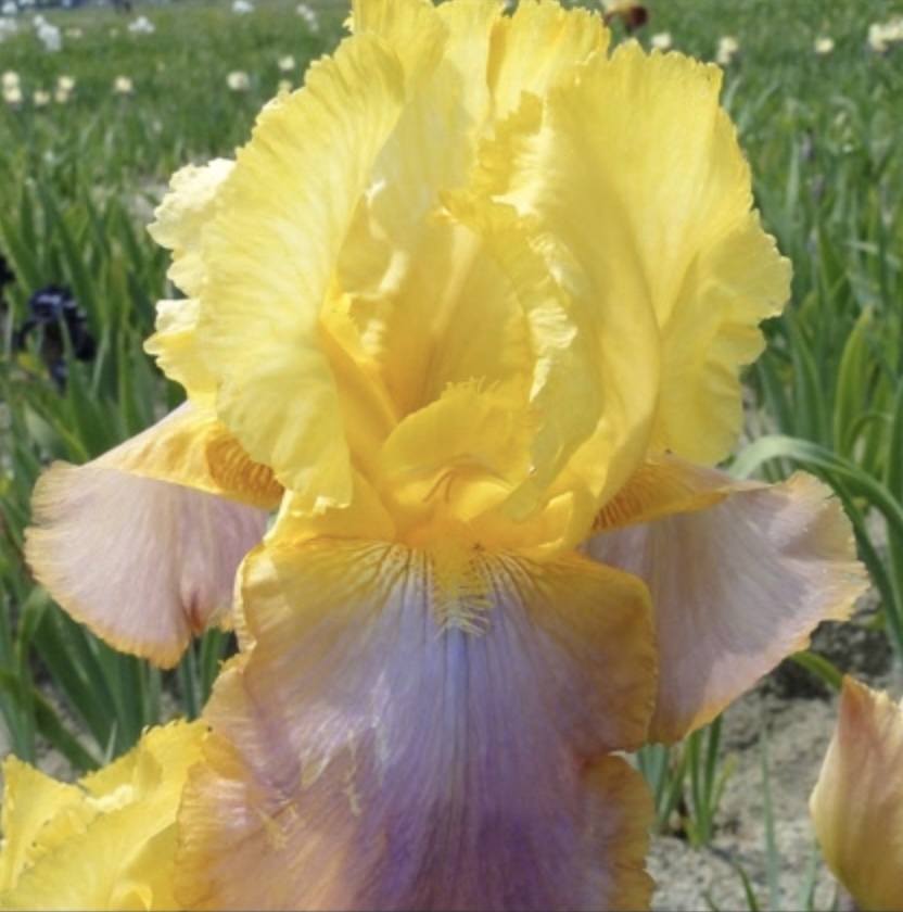 Sunset Sky German Iris 1G