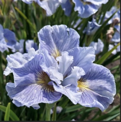 Wine & Roses Bearded Iris 1G