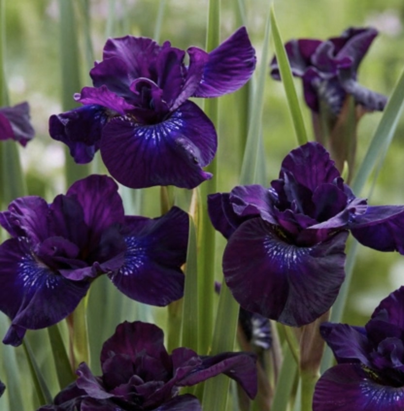 Purplelicious Siberian Iris 1G
