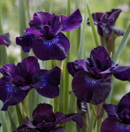 Purplelicious Siberian Iris 1G