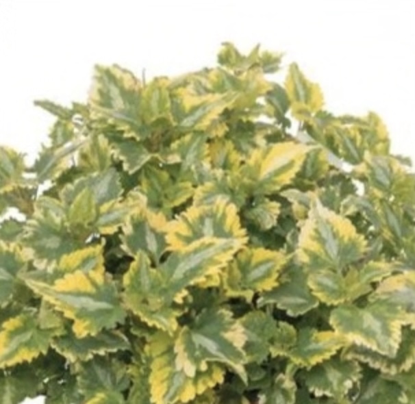 Golden Anniversary Lamium 1G