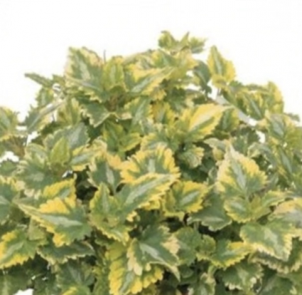 Golden Anniversary Lamium 1G