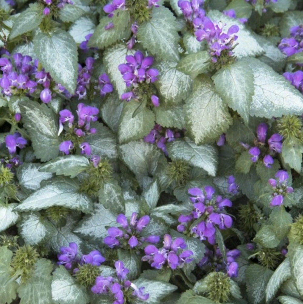 Purple Dragon Lamium 1G