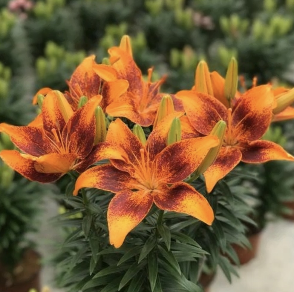 Tiny Cosmic Asiatic Lily 1G