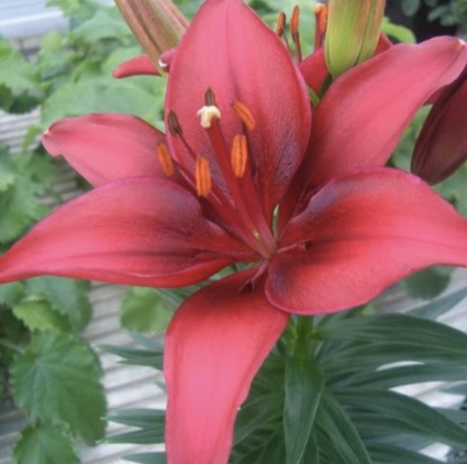 Tiny Ghost Asiatic Lily 1G